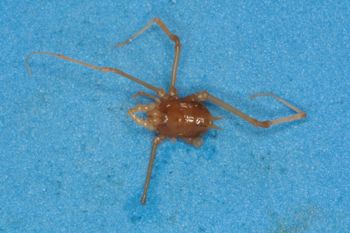 Media type: image;   Invertebrate Zoology 14749